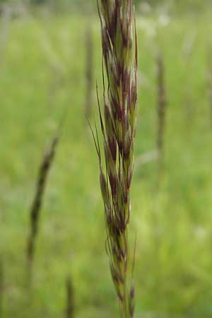 Helictotrichon pubescens / Downy Alpine Oat Grass, D Mainz 15.5.2010
