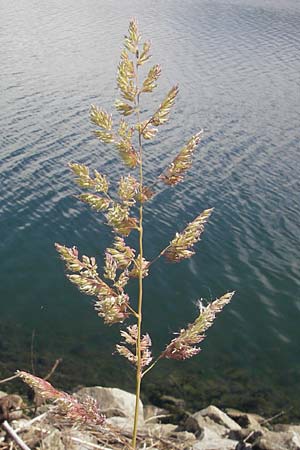 Phalaris arundinacea \ Rohr-Glanzgras, D Mannheim 15.5.2011