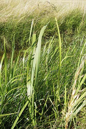 Glyceria maxima \ Wasser-Schwaden / Reed Manna Grass, Reed Sweet Grass, D Groß-Gerau 4.7.2013