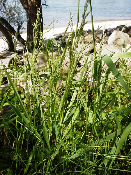 Poa palustris \ Sumpf-Rispengras / Swamp Meadow Grass, D Mannheim 7.6.2014