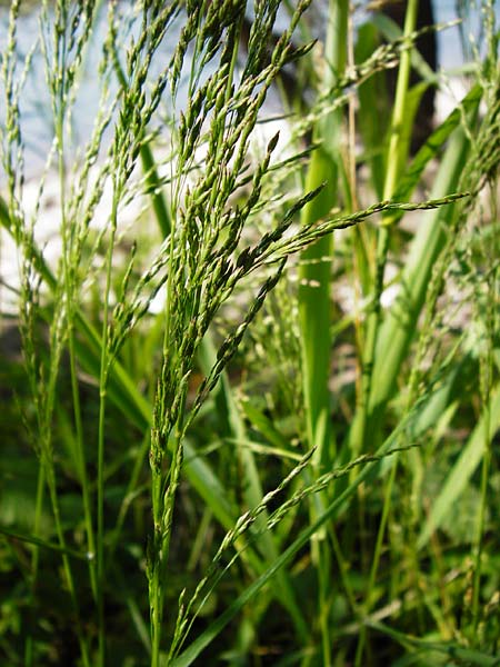 Poa palustris \ Sumpf-Rispengras / Swamp Meadow Grass, D Mannheim 7.6.2014