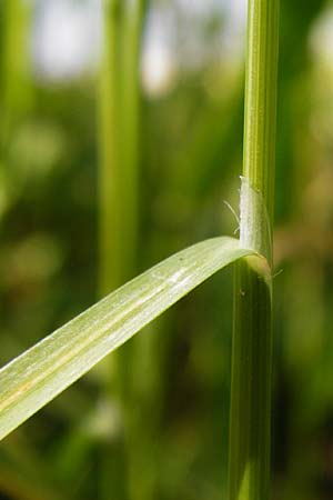 Poa palustris \ Sumpf-Rispengras / Swamp Meadow Grass, D Mannheim 7.6.2014