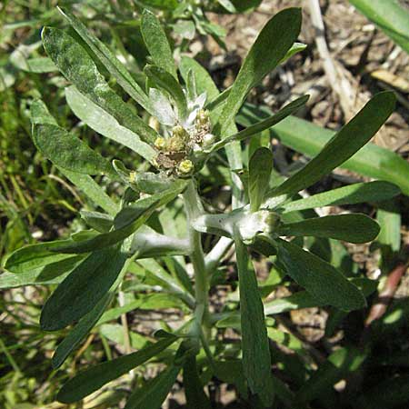 Gnaphalium uliginosum \ Sumpf-Ruhrkraut / Marsh Cudweed, D Odenwald, Schönau 24.6.2006