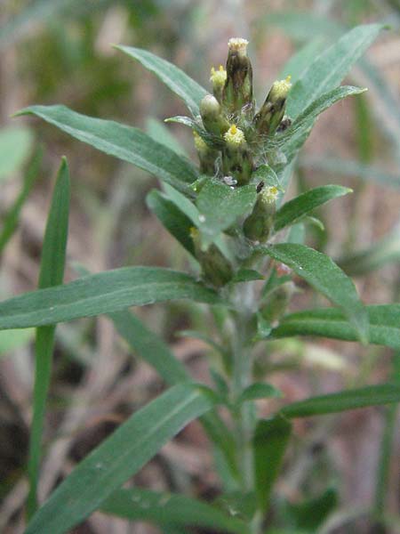 Gnaphalium sylvaticum \ Wald-Ruhrkraut / Heath Cudweed, D Pfälzer Wald 16.9.2006