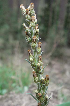 Gnaphalium sylvaticum \ Wald-Ruhrkraut, D Pfälzer Wald 16.9.2006