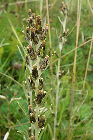 Gnaphalium sylvaticum \ Wald-Ruhrkraut / Heath Cudweed, D Schwarzwald/Black-Forest, Feldberg 18.8.2007