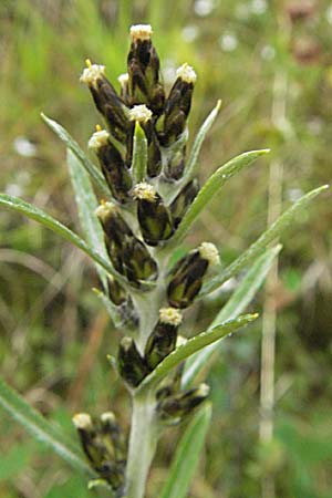 Gnaphalium sylvaticum \ Wald-Ruhrkraut / Heath Cudweed, D Schwarzwald/Black-Forest, Feldberg 18.8.2007