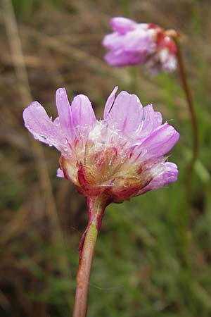 Armeria maritima subsp. purpurea / Purple Thrift, D Memmingen 22.5.2009