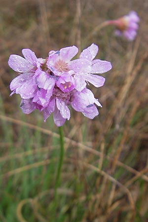 Armeria maritima subsp. purpurea \ Purpur-Grasnelke, Ried-Nelke / Purple Thrift, D Memmingen 22.5.2009