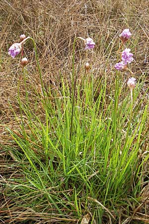 Armeria maritima subsp. purpurea \ Purpur-Grasnelke, Ried-Nelke / Purple Thrift, D Memmingen 22.5.2009