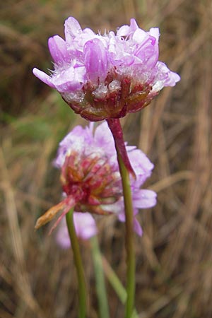 Armeria maritima subsp. purpurea \ Purpur-Grasnelke, Ried-Nelke / Purple Thrift, D Memmingen 22.5.2009