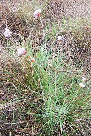 Armeria maritima subsp. purpurea \ Purpur-Grasnelke, Ried-Nelke / Purple Thrift, D Memmingen 22.5.2009