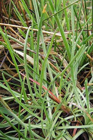 Armeria maritima subsp. purpurea \ Purpur-Grasnelke, Ried-Nelke / Purple Thrift, D Memmingen 22.5.2009