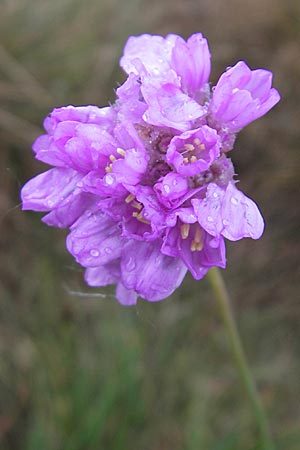 Armeria maritima subsp. purpurea / Purple Thrift, D Memmingen 22.5.2009