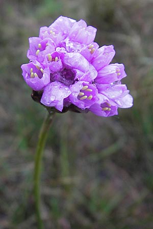 Armeria maritima subsp. purpurea \ Purpur-Grasnelke, Ried-Nelke / Purple Thrift, D Memmingen 22.5.2009