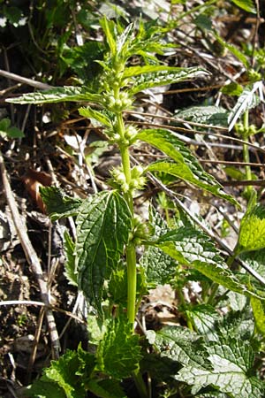 Lamium montanum \ Berg-Goldnessel / Mountain Yellow Archangel, D Obernzell an der Donau 30.3.2014