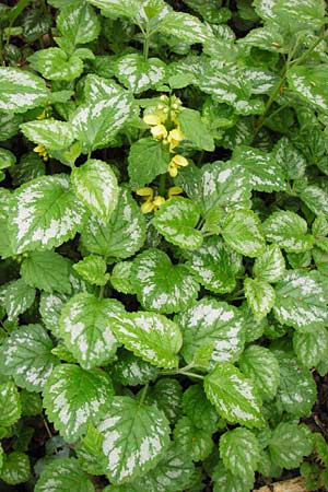 Lamium argentatum \ Silber-Goldnessel / Garden Yellow Archangel, D Mannheim 8.4.2014