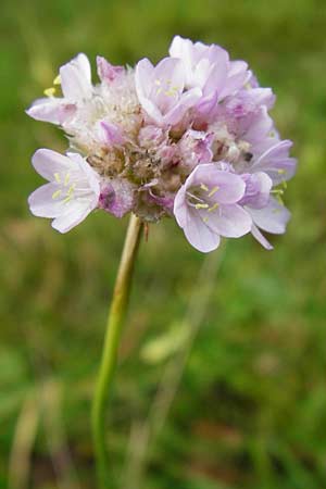 Armeria maritima subsp. elongata \ Sand-Grasnelke, D Bensheim 12.10.2014