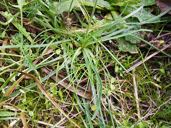 Armeria maritima subsp. elongata \ Sand-Grasnelke, D Bensheim 12.10.2014