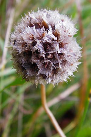 Armeria maritima subsp. elongata \ Sand-Grasnelke, D Bensheim 12.10.2014