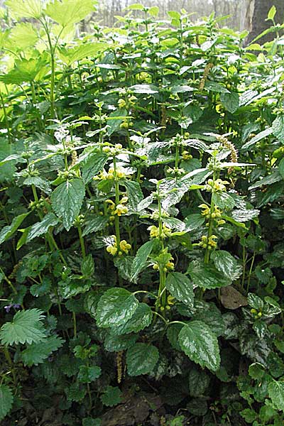 Lamium argentatum \ Silber-Goldnessel / Garden Yellow Archangel, D Bürstadt 29.4.2006