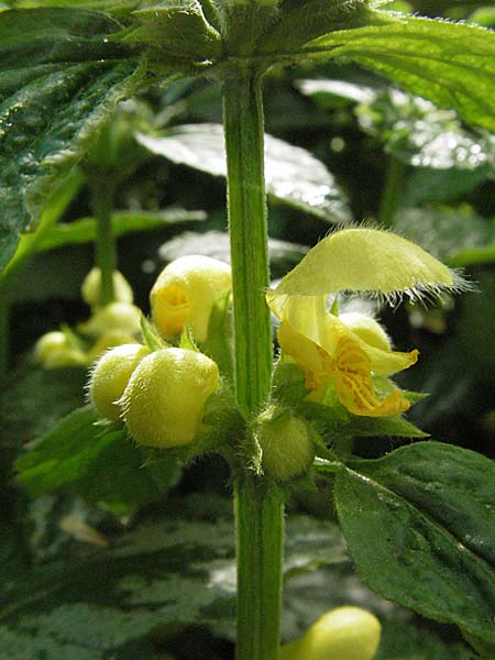 Lamium argentatum \ Silber-Goldnessel, D Bürstadt 29.4.2006