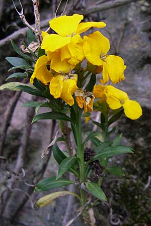 Erysimum cheiri \ Goldlack, D Mannheim-Seckenheim 1.5.2008