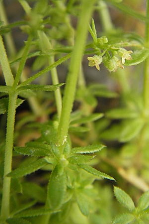 Galium parisiense s.str., Wall Bedstraw