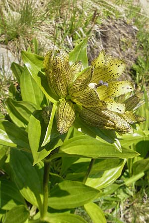 Gentiana punctata \ Punktierter Enzian / Spotted Gentian, D Oberstdorf 22.6.2011