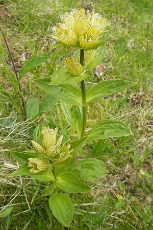 Gentiana punctata / Spotted Gentian, D Oberstdorf 22.6.2011