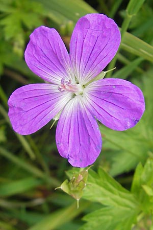 Geranium palustre \ Sumpf-Storchschnabel, D Gessertshausen 30.7.2011