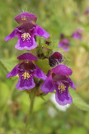 Galeopsis pubescens \ Weichhaariger Hohlzahn / Downy Hemp-Nettle, D Franken/Franconia Neukirchen 6.8.2011