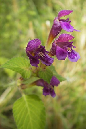 Galeopsis pubescens \ Weichhaariger Hohlzahn / Downy Hemp-Nettle, D Franken/Franconia Neukirchen 6.8.2011