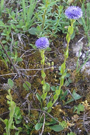 Globularia bisnagarica / Common Globularia, D Eching 5.5.2012