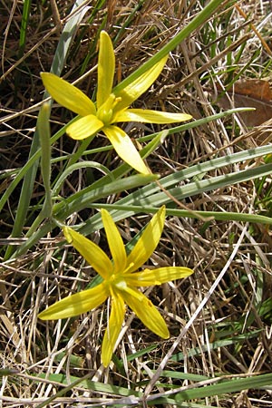 Gagea pratensis \ Wiesen-Gelbstern / Meadow Gagea, D Heusenstamm 14.4.2013