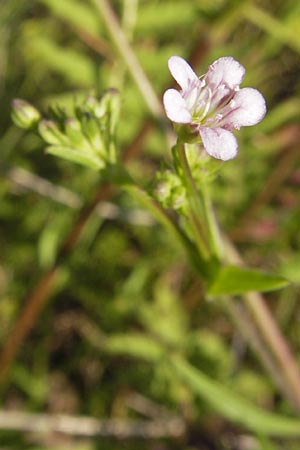 Gypsophila perfoliata \ Durchwachsenblttriges Gipskraut / Perfoliate Gypsophila, D Philippsthal-Heimboldshausen 6.7.2013