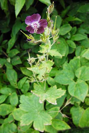 Geranium phaeum \ Brauner Storchschnabel, D Schwarzwald, Calw 2.6.2014