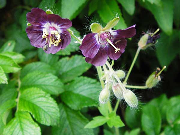 Geranium phaeum \ Brauner Storchschnabel, D Schwarzwald, Calw 2.6.2014