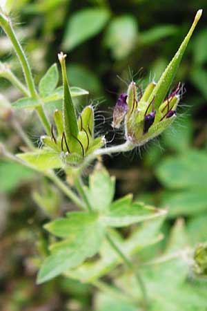 Geranium phaeum \ Brauner Storchschnabel, D Schwarzwald, Calw 2.6.2014