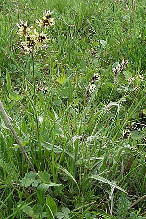 Luzula campestris \ Feld-Hainsimse, Hasenbrot / Field Wood-Rush, D Bensheim 22.4.2006