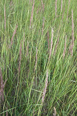 Calamagrostis epigejos \ Land-Reitgras / Wood Small Reed, D Buggingen 12.7.2008