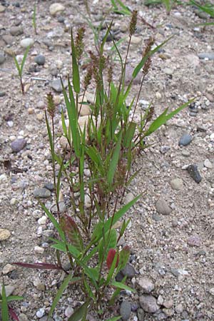 Setaria pumila \ Rote Borstenhirse, Fuchsrote Borstenhirse / Yellow Bristle Grass, D Rheinstetten-Silberstreifen 21.7.2008