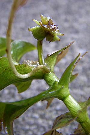 Groenlandia densa \ Dichtes Laichkraut, Fischkraut / Opposite-Leaved Pontweed, D Bruchsal-Heidelsheim 26.7.2008