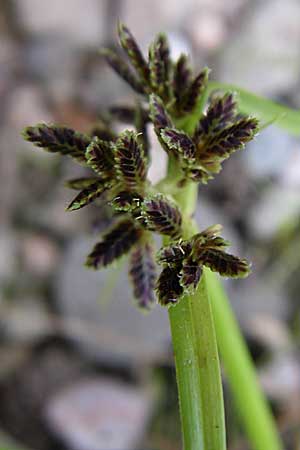 Cyperus fuscus \ Braunes Zypergras / Brown Flatsedge, D Rheinstetten-Silberstreifen 18.8.2008