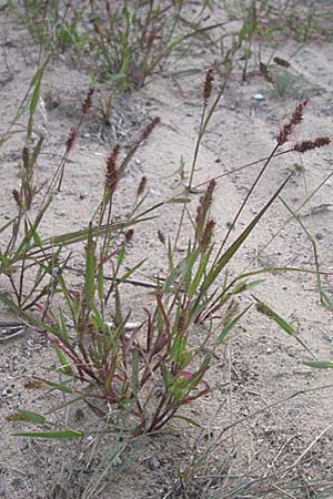 Setaria pumila \ Rote Borstenhirse, Fuchsrote Borstenhirse, D Sandhausen 26.8.2008