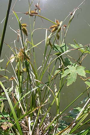 Carex pseudocyperus \ Zypergras-Segge, Scheinzyper-Segge / Cyperus Sedge, D Böblingen 30.8.2008