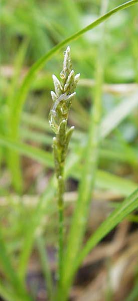 Carex brizoides \ Zittergras-Segge / Quaking Grass Sedge, D Günzburg 18.4.2009