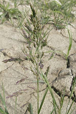 Poa pratensis \ Wiesen-Rispengras, Wiesenrispe, D Gerolzhofen-Sulzheim 25.4.2009