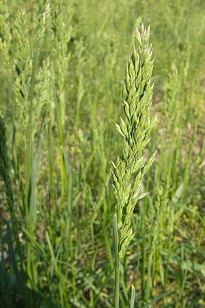 Poa trivialis / Rough Blue Grass, D Sandhausen 2.5.2009