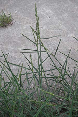 Poa pratensis \ Wiesen-Rispengras, Wiesenrispe / Smooth Meadow Grass, Kentucky Blue Grass, D Mannheim 6.5.2009